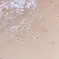 もぐもぐざむらい's cooksnap of when they made 手抜きで何が悪い♪炊飯器でヴィシソワーズ.