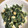 オタンコシェフ's cooksnap of when they made ほうれん草と玉子のゴママヨ和え.