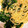 67luna's cooksnap of when they made ほうれん草とじゃこの和風パスタ.