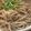 MULA's cooksnap of when they made ごまだれ☆冷やしうどんやそうめんに.