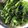 クックDFI5G9☆'s cooksnap of when they made #無限！春菊のニンニク炒め.