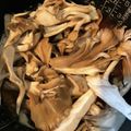 きのこ好きなソウ's cooksnap of when they made 舞茸ベビーホタテの炊き込みご飯.
