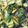 クックTTMYCD☆'s cooksnap of when they made 子供も大好きな青菜炒め.