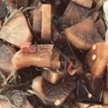 ぎんまろろん's cooksnap of when they made ご飯がススム！ピリカラ はりはり漬け.