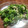 papikun's cooksnap of when they made 菜の花とささみの辛子マヨネーズ和え。.