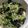 クックOROVI2☆'s cooksnap of when they made 豆苗とツナの塩炒め.
