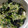クックOROVI2☆'s cooksnap of when they made 豆苗とツナの塩炒め.
