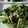 maruru-nn's cooksnap of when they made みぶ菜とツナの炒め物.