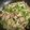 omidumama's cooksnap of when they made ＊簡単、ヤーコンと豚肉の炒め煮＊.