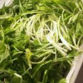 さとっちにゃん's cooksnap of when they made シャキッと！水菜の保存方法.