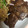 プリン自粛中's cooksnap of when they made ５分簡単☆さっぱり味の牛肉とエノキ炒め.