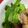no1642's cooksnap of when they made ★3分でキャベツの付け合わせ★.