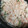 クックプ～'s cooksnap of when they made 鮭フレークと紫蘇の混ぜご飯.