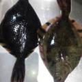 yama_miu's cooksnap of when they made お魚の下ごしらえ＊カレイ＊.