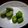ＯＧＵＯＧＵ's cooksnap of when they made そら豆のゆで方♪.
