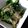 クックH86AFM☆'s cooksnap of when they made めんつゆで☆ほうれん草のおひたし.