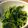 ここっこ★'s cooksnap of when they made めんつゆで☆ほうれん草のおひたし.