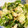 rolanico's cooksnap of when they made 葉も丸ごと！セロリとツナのマヨぽんサラダ.