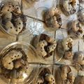 クックW8OBTA☆'s cooksnap of when they made 簡単！リアルなカブトムシの幼虫　2012.
