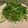 Tiny♡'s cooksnap of when they made 水菜とアボカドのさっぱり☆ツナ豆腐サラダ.