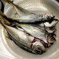 ばたみそーぱん☆'s cooksnap of when they made 指だけで簡単☆豆アジの下処理の仕方.