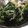 sahooo.'s cooksnap of when they made ＊給食の人気メニュー♪野菜ののりあえ＊.