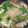とぉみ98☆'s cooksnap of when they made 幼児と食べる優しい鱈煮.