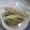 おんかめ's cooksnap of when they made うどの酢みそ和え.