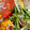 クックECBOST☆'s cooksnap of when they made トマトと水菜と油揚げ.
