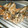 らうんじ美やお's cooksnap of when they made 【カサゴの唐揚げ】究極.