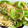 ♪ミチル♪'s cooksnap of when they made 鮭フレークとキャベツの簡単パスタ＊.