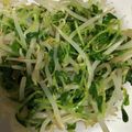 mitimiya's cooksnap of when they made レンジで簡単！豆苗ともやしのナムル.