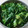 すずぱく's cooksnap of when they made あと一品　即席☆菜の花のおひたし.