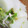 h184's cooksnap of when they made とろっとろ♬塩煮大根.