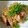 ＊キーツニャン＊'s cooksnap of when they made おつまみに☆鯛とみょうがのごま和え.