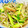 my_pace's cooksnap of when they made みょうがときゅうりとじゃこのサラダ.