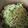 クックAKZUWU☆'s cooksnap of when they made キャベツときざみあげのズボラおかず.