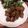 あやレポ's cooksnap of when they made 鶏のバルサミコ焼き.