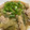 けんよこ's cooksnap of when they made 豚肉とレタスの塩炒め.