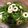 Nikukyuurk's cooksnap of when they made 【病院】塩こんぶあえ【給食】.