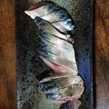 ちぇみやーん's cooksnap of when they made 【基本】しめ鯖の作り方.