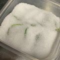 月の影と海's cooksnap of when they made 塩バジル　保存術.