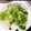 よーこ☆ガッキー's cooksnap of when they made 超簡単！キャベツのマジックソルト和え.