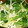 クックDAD's cooksnap of when they made 簡単☆三つ葉とエノキのわさびお浸し.