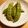 フードセラピー's cooksnap of when they made スナップえんどうのマヨカレー炒め.