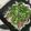 おはなすき's cooksnap of when they made 高知風カツオのたたき.