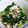 こはるん☆彡's cooksnap of when they made 菜の花と鯖缶の和え物.