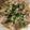 クック78R779☆'s cooksnap of when they made レンジで簡単♪鶏の甘味噌蒸し.
