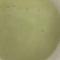 ma___111's cooksnap of when they made 枝豆と豆乳の濃厚ポタージュスープ.