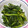 らびDX's cooksnap of when they made 春菊の季節✨春菊とほうれん草の胡麻和え✨.
